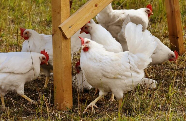 Estrategias nutricionales para mitigar el efecto del estrés oxidativo en producción de Broilers