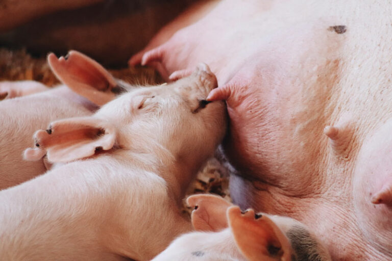 Uso de zeolita en dietas de lechones en etapa de destete