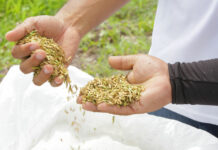 ECUADOR: Asamblea revisará situación del arroz, maíz e importaciones de trigo