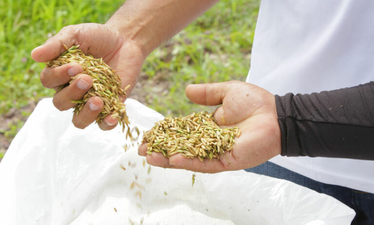 ECUADOR: Asamblea revisará  situación  del arroz, maíz e importaciones de trigo