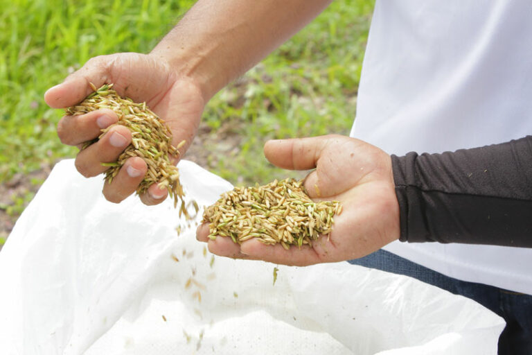 ECUADOR: Congreso internacional de arroz sostenible abrirá sus puertas este 8 de octubre
