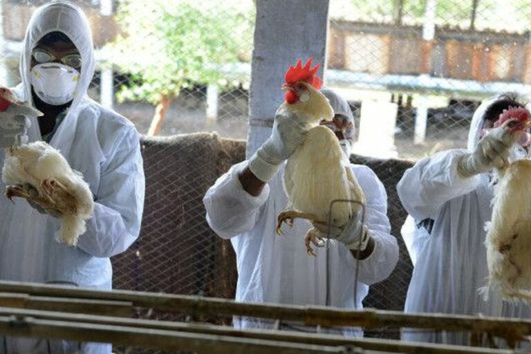 ¿Qué se está haciendo para mantener la gripe aviar fuera de la cadena de suministro de alimentos?