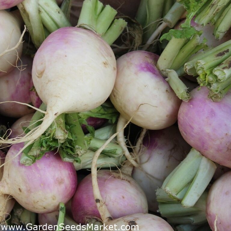 Respuesta de un cultivo de nabo forrajero (Brassica rapa L. var. rapa (L.)), a la fertilizacion nitrogenada a fines de verano en Aysén