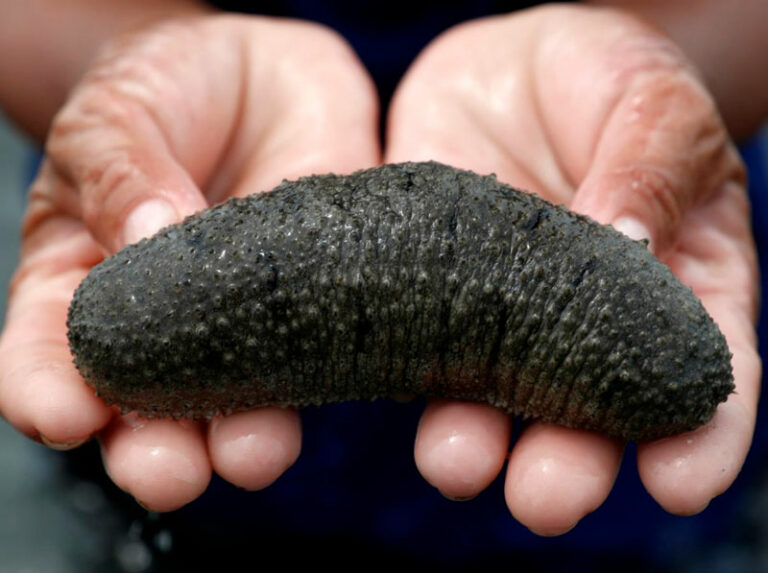 El pepino de mar, ayuda a la agricultura sostenible, es el único camino a seguir