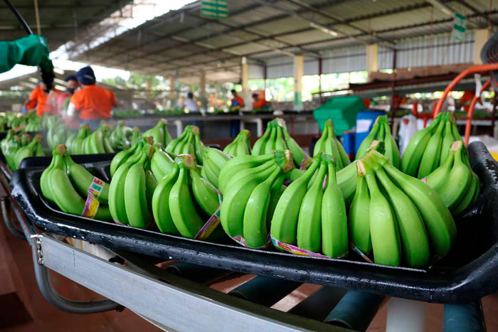 ECUADOR: Crecimiento del agro impulsa recuperación económica, destaca el Gobierno
