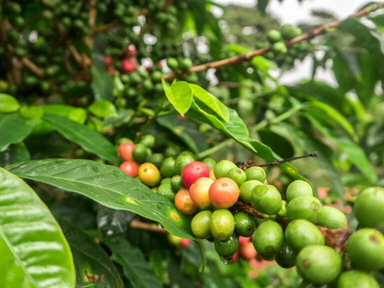 La subida del café verde se desacelera pero el precio continúa alto