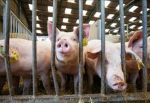 Los estornudos de los cerdos nos ayudan a entender cómo actúa la gripe