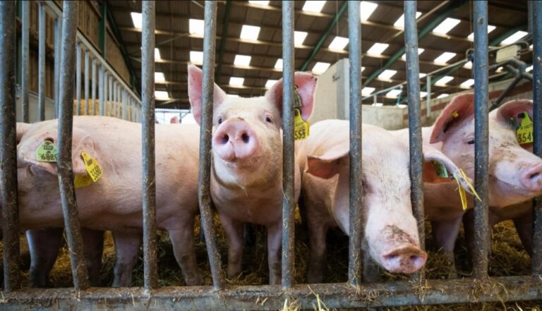 Los estornudos de los cerdos nos ayudan a entender cómo actúa la gripe