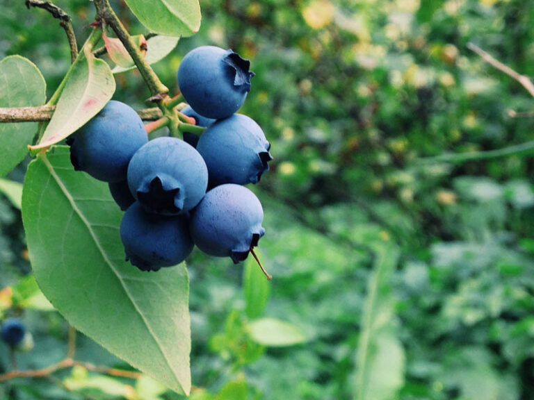 Científicos chinos han encontrado una manera de crear un suelo ideal para los arándanos