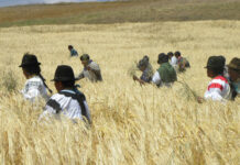Alimentar bovinos con cebada germinada: promesas, límites y realidad en el manejo diario