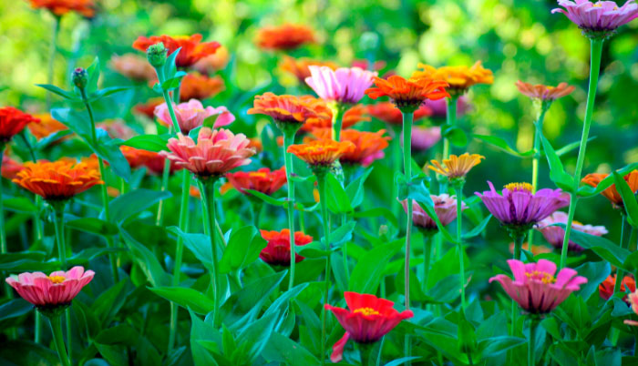 Los cultivadores de flores australianos quieren que los compradores sepan dónde se originan sus flores
