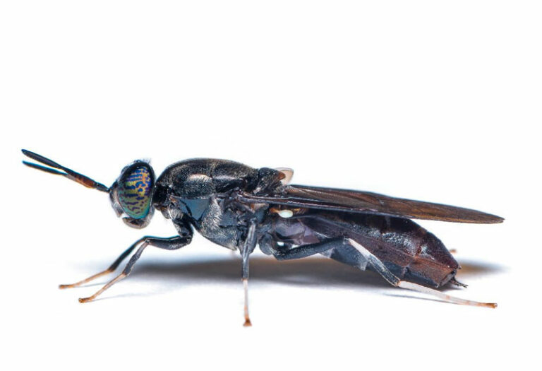 Los beneficios de usar insectos en la alimentación acuícola: sostenibilidad, ventajas nutricionales