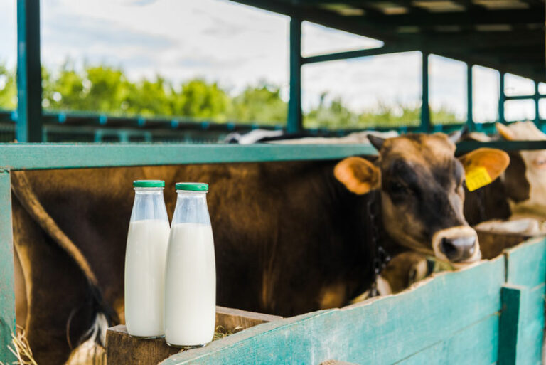 La vaca y la ración contaminada con micotoxinas: Manejo de micotoxinas en ganado lechero