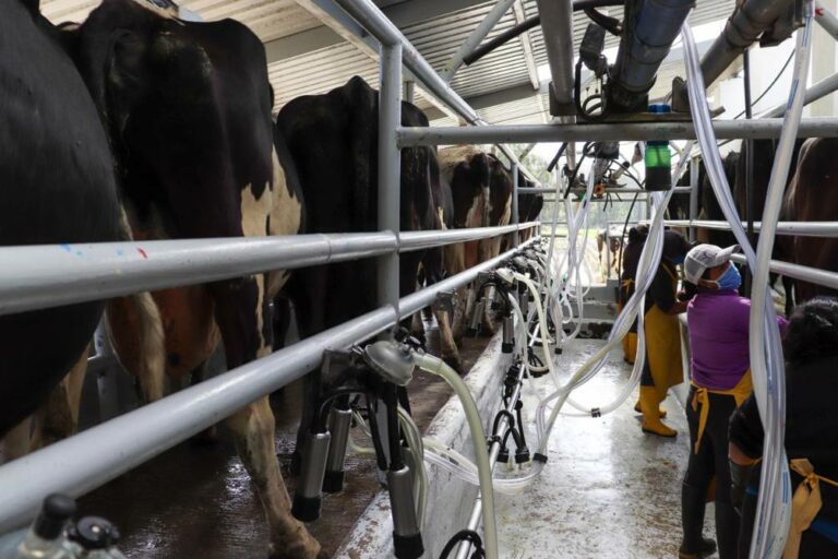 ECUADOR: Sector lechero gana estabilidad por menor oferta