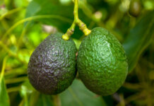 ECUADOR: Quito será sede del V Congreso Internacional de Aguacate en marzo de 2026