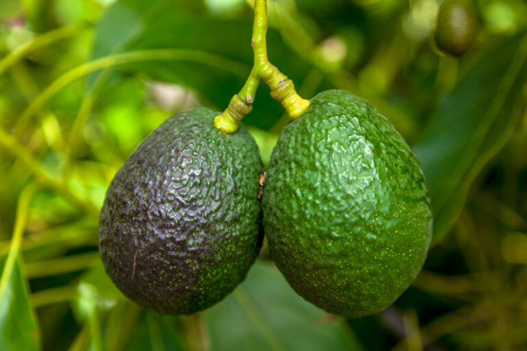 Prueba detecta en menos de 10 días hongos que arrasan con cultivos de aguacate y cacao
