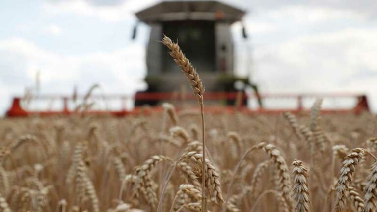 Cómo un agricultor aumentó el rendimiento del trigo a 10 toneladas por hectárea en un suelo que antes no era apto.