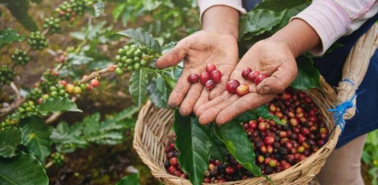 Cómo los pájaros y las abejas ayudan a los cafetos