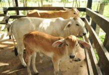 El estiércol tratado ofrece valor económico, ambiental y social a productores del agro