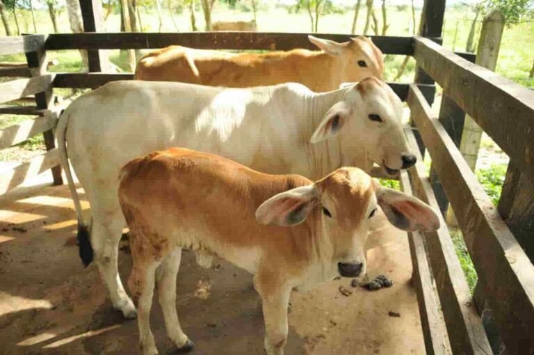 El estiércol tratado ofrece valor económico, ambiental y social a productores del agro
