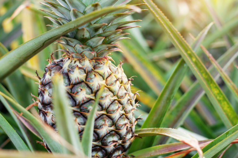 Uso de fibra de hoja de piña en compuestos poliméricos