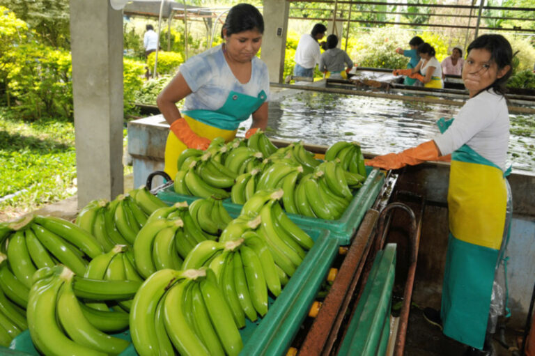 Internacional: Hasta junio, ventas externas de banana crecen en 37,7%