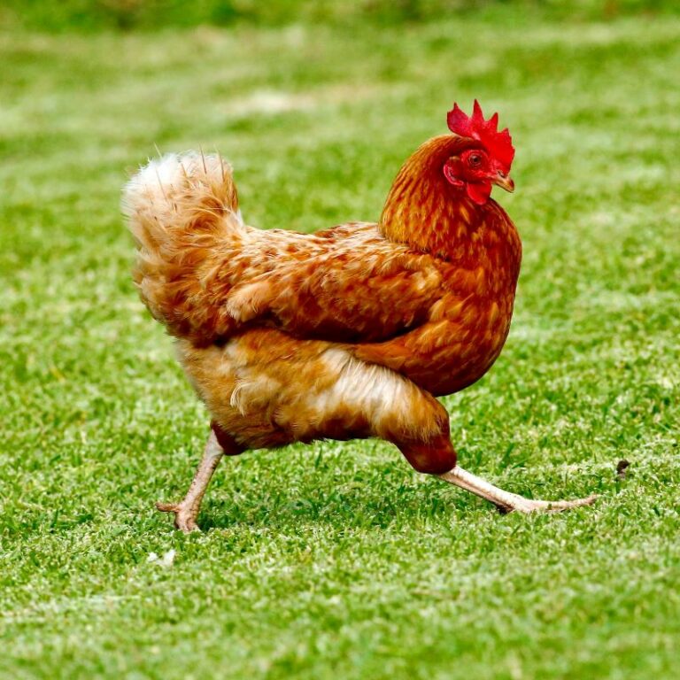 Internacional: Morrisons presenta una gama de huevos sin carbono de gallinas alimentadas con insectos