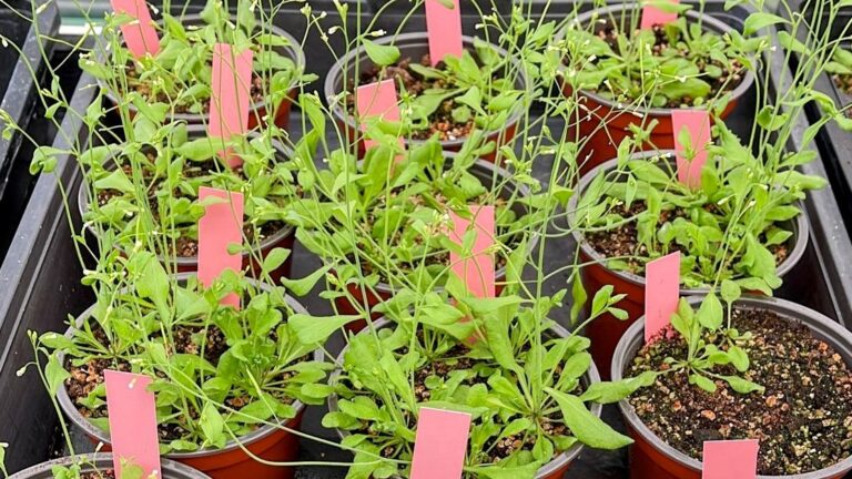 Internacional: Descubren cómo en condiciones ambientales adversas las plantas ajustan el crecimiento para optimizar su arquitectura y poder sobrevivir
