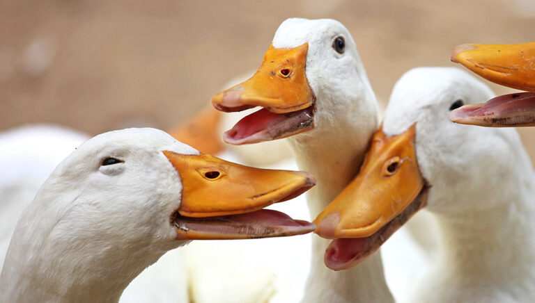 Entonces, ¿está pensando en iniciar un negocio de granja de patos?