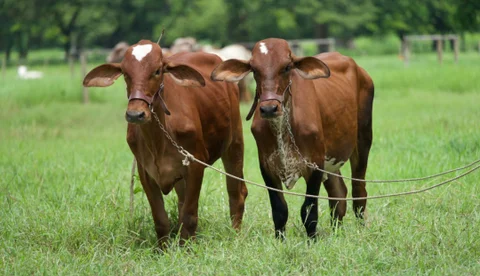 Colombia: Entre enero y julio, el precio del novillo gordo en pie bajó 12,5% y la carne subió 3,9%