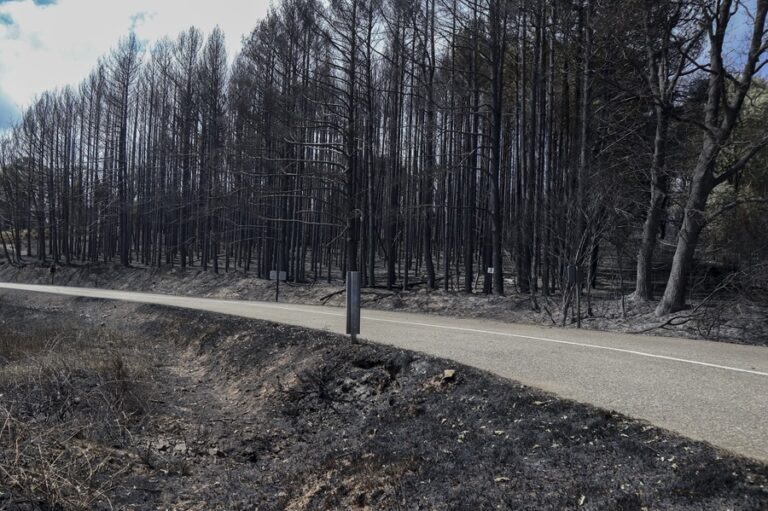 Banco de semillas, un “seguro de vida” frente a incendios y ‘filomenas’