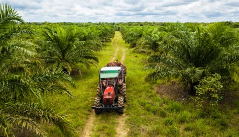 Colombia: Pequeños palmicultores del Urabá siembran 40 toneladas de fruto por hectárea anual