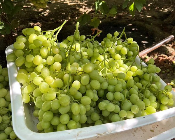 Internacional: “El nuevo cultivo de arándanos de Perú es prometedor para el mercado chino”