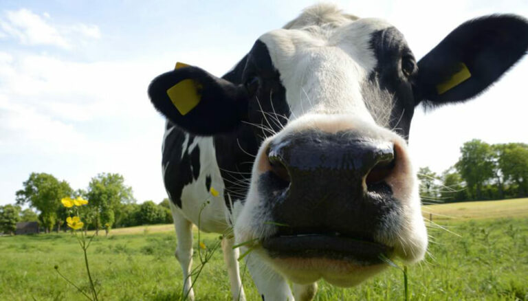 Internacional- Fertilizante dorado: así convierten la orina de vaca en un abono de éxito mundial