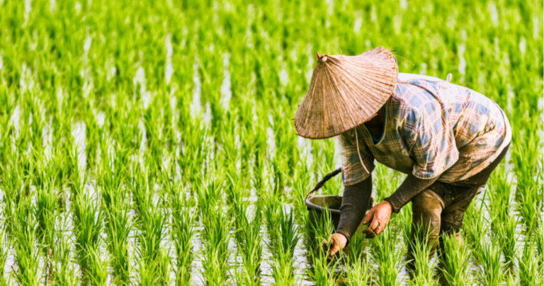 Internacional: China combate la crisis alimentaria con arroz cultivado en agua de mar