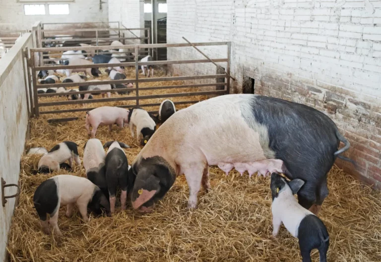 Internacional: La EFSA formula recomendaciones para el bienestar de los cerdos