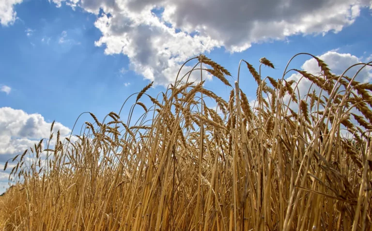 Internacional: Expertos alertan de posibles ataques cibernéticos contra la agricultura de Ucrania