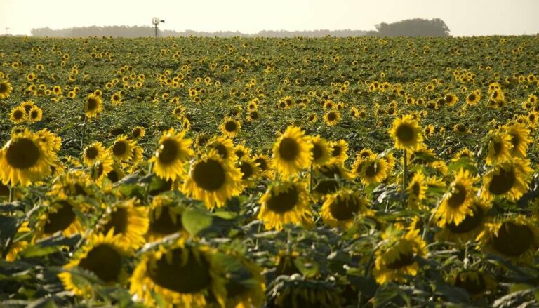 Internacional: El girasol con nuevas opciones de semillas y mejor protección