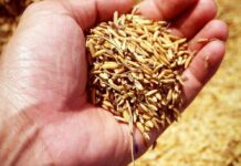 Panamá necesita importar 600 mil quintales de arroz