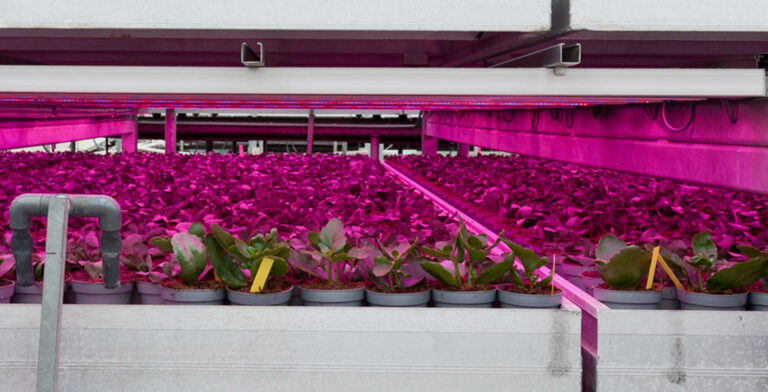 La iluminación LED, aliada perfecta de la productividad de los invernaderos