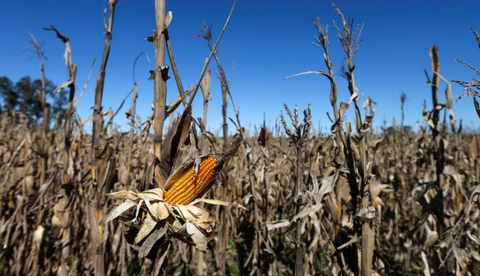 Internacional: Granjas secas desde china hasta iowa ejercen presión sobre precios de los alimentos