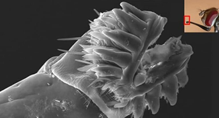 Internacional: Investigadores unen fuerzas, usan coco para crear repelente de insectos natural de más larga duración