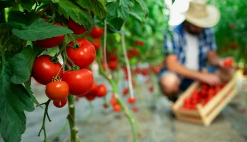 Bacteria de arrecife permitiría combatir la marchitez vascular del cultivo de tomate