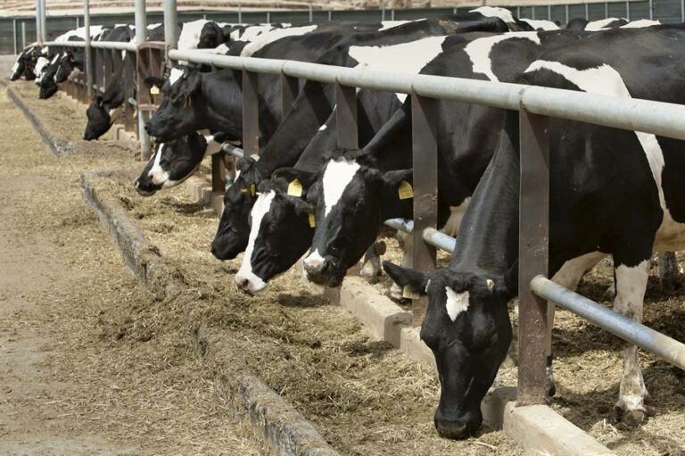 Vacas más sanas, leche más cremosa: cómo las células madre podrían revolucionar la producción lechera