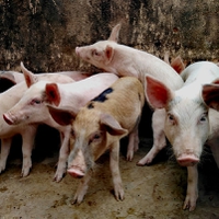 Internacional: El Reino Unido establece restricciones a las importaciones de carne de cerdo para proteger la industria porcina a medida que aumenta los casos de peste porcina africana