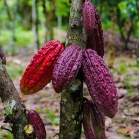 Internacional: Compartir los datos de los agricultores es clave para eliminar la deforestación e impulsar la cadena de suministro sostenible del cacao