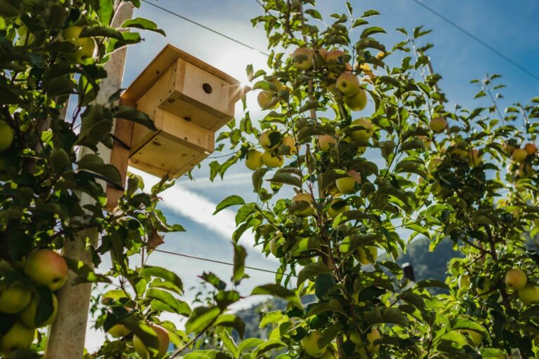 Internacional- Prognosfruit: previsión de un 1% más de cosecha europea de manzanas y del 20% de peras en 2022/23