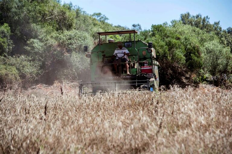 Internacional: Los agricultores luchan por ser más competitivos ante la inestabilidad del mercado