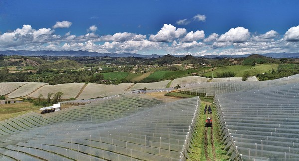 Internacional: “Lo que diferencia a Colombia de otros países competidores es la capacidad de producir todo el año gracias a los diferentes pisos térmicos”