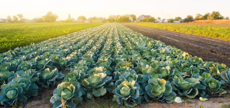 Internacional: El USDA impone sanciones y presenta denuncias contra empresas de productos agrícolas